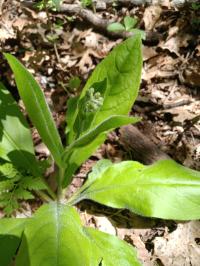 Cynoglossum virginianum var. virginianum image